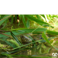 خانواده لاکپشت های برکه ای Emydidae